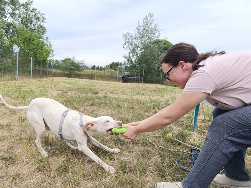 Kutyasétáltatás és cicasimogatás a közeli menhelyen